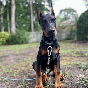 Doberman pinscher puppies