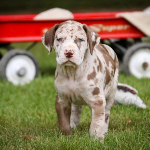 Great Dane Puppies